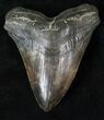 Giant Megalodon Tooth - Distinctive Virginia Colors #15881-1